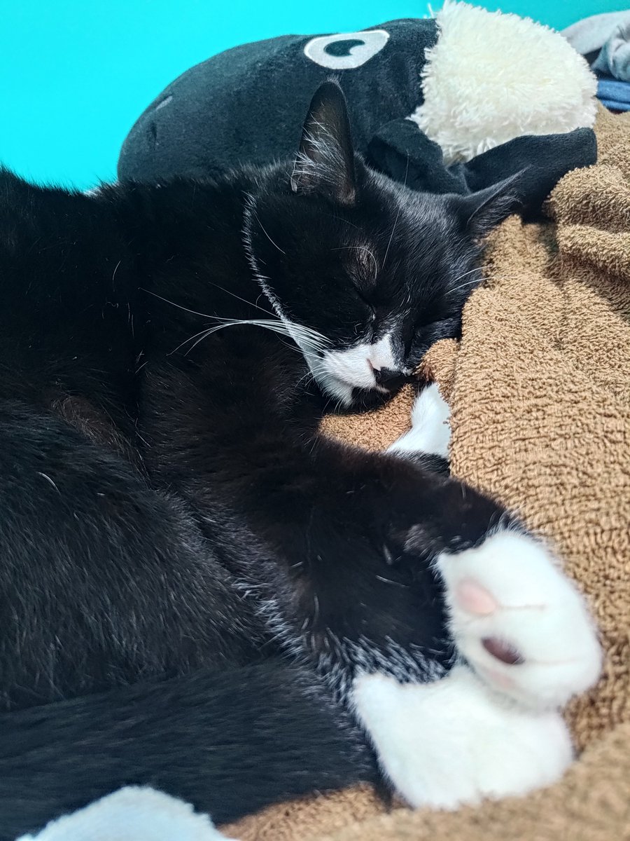 sa5130's tweet photo. 猫の右側の腰ら辺にしこりを見つけて先週手術をして、色々な事が初めてで、良性か悪性かも分からなくて、猫を見るたび大きなおハゲとデカい傷を見ては心を痛め心労の日々でしたが、今朝病院から病理検査の結果電話があり「良性でした！」と聞き安堵…良かった…本当に良かった…良かったよぉおぉ… https://t.co/llZgc7iBFW