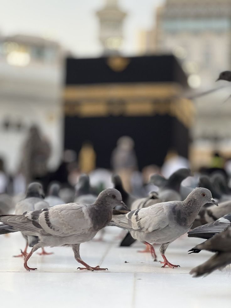 DrMdscra's tweet photo. Allah

Allah

Allah

Allah

Allah

Allah

Allah

Allah

Allah

Allah

Allah

Allah

Allah

Allah

Allah

Allah

Allah

Allah

Allah

Allah

Allah

Allah

Allah

Allah

Allah

Allah

Allah

Allah

Allah

Allah

Allah

Allah

Allah

Allah

Allah

Allah
♥️ I LOVE ALLAH♥️ https://t.co/Wg3Arki4nJ
