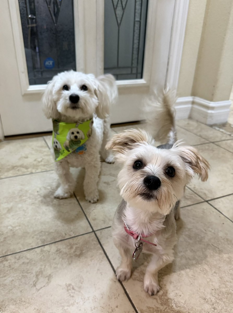 SirBailey2's tweet photo. Rosie🌹hers an me’s we’s waiting. Patiently for Daddy hims to come home from Florida now. Rosie🌹hers up front again. But… hers didn’t realize. When Daddy hims comes home. Me’s in the’s first spot 😁🐶🐾 #dogsofx #dogsoftwitter #adogslife #doggo #pets 💚 https://t.co/KzjpEFY4bH