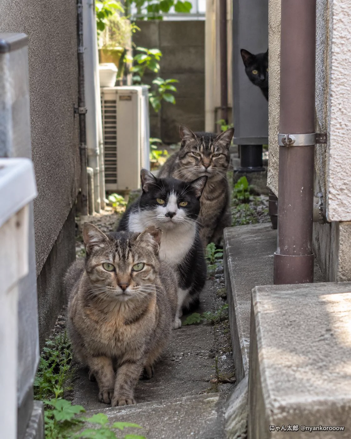 にゃん太郎｜猫画像｜Funny Cats on X: 