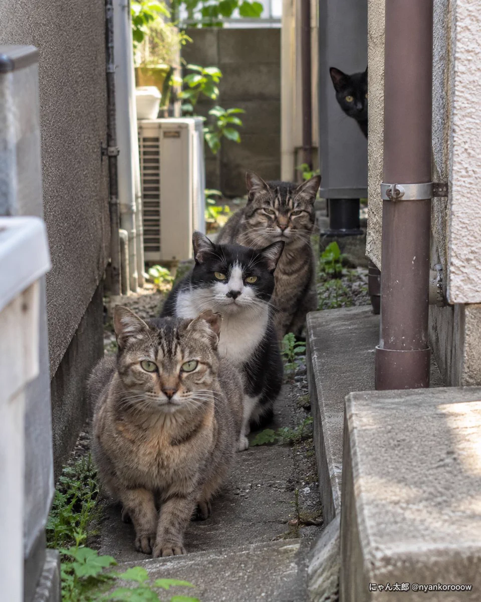 にゃん太郎｜猫画像｜Funny Cats (@nyankorooow) / X
