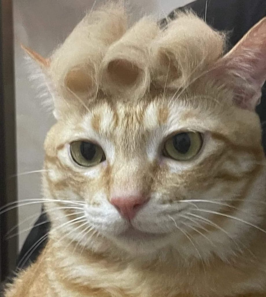 PunchingCat's tweet photo. https://t.co/8iw5EHAkEv