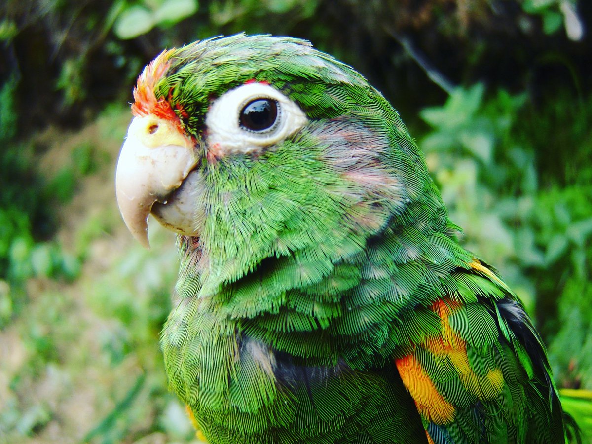 colaciregui's tweet photo. La cotorrita serrana (Pyrrhura viridicata), solo vive en Colombia y en peligro de desaparecer, mi foco de investigación durante mi tesis de pregrado. Me llevó al sitio más irremplazable para la biodiversidad: la Sierra Nevada de Santa Marta 🗻🦜

#DíaNacionalDeLaBiodiversidad https://t.co/Vc6Mt7FwCZ