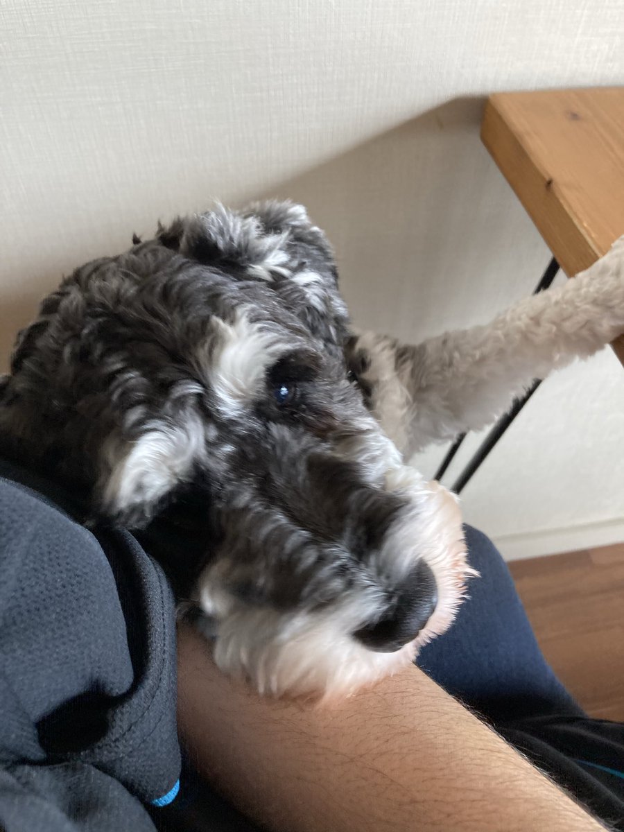 seto_babaroa's tweet photo. 隙あらば甘えてくる小型犬(なんでこの高さに届くんだろう？ https://t.co/ApMZR4DUpF