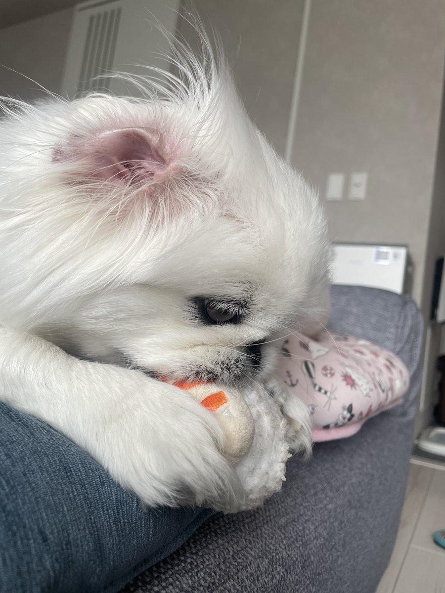 momo_chan0912's tweet photo. お寿司食べながら眠くなってるももち、かわいい https://t.co/4Rkn4wpDJU