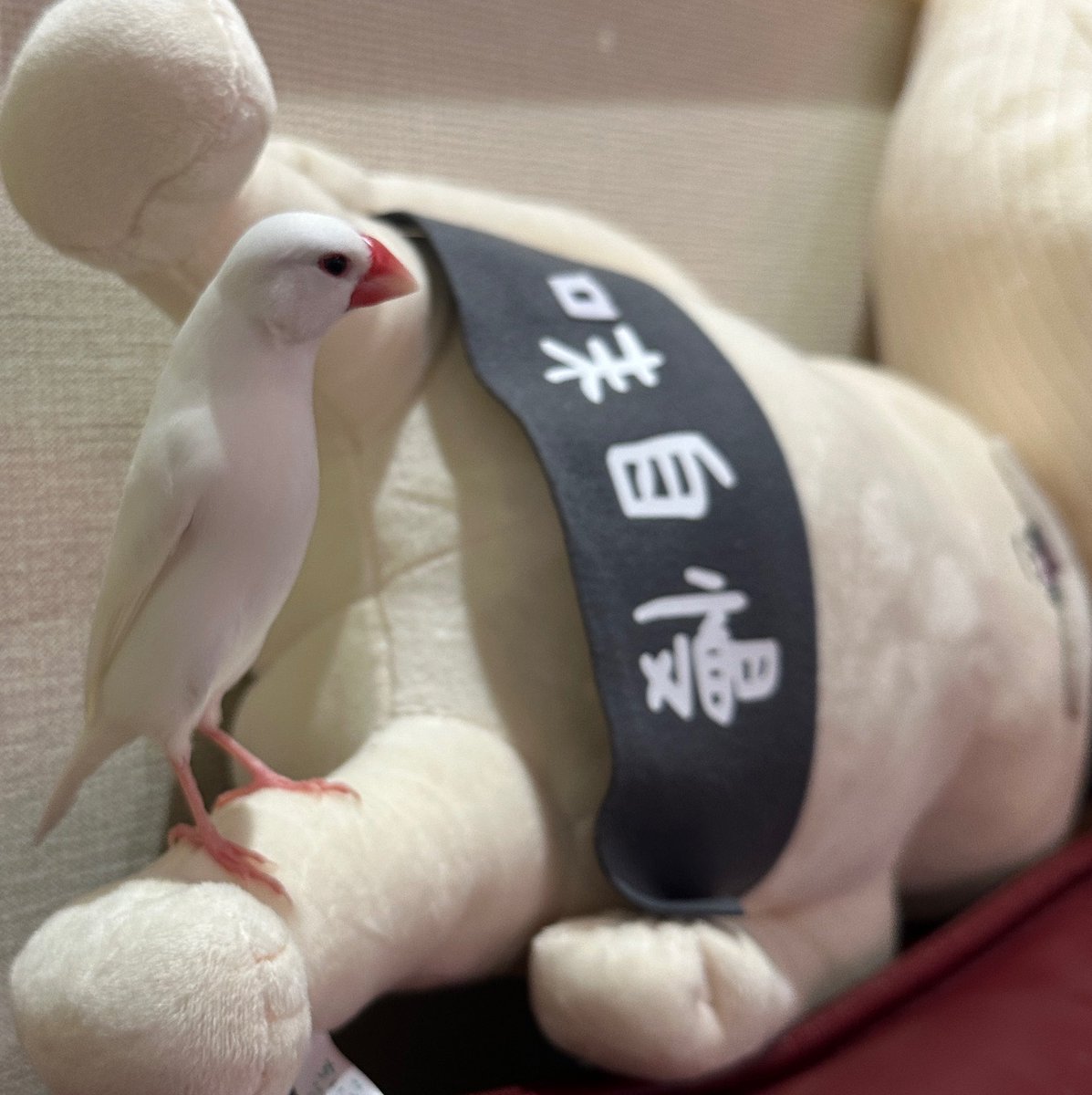 pisuke_1113's tweet photo. なんか懐いてる「鳥」 ✌︎ https://t.co/SEEUdUemGX