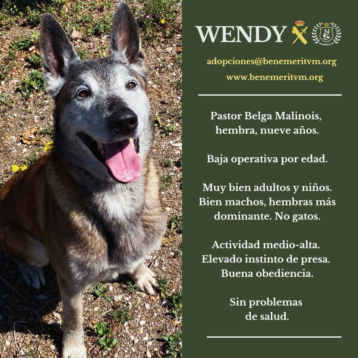 benemeritvm's tweet photo. 🔸𝐖𝐄𝐍𝐃𝐘 𝐄𝐍 𝐀𝐃𝐎𝐏𝐂𝐈𝐎́𝐍🔸
🔎 https://t.co/NqKaKYC8ai
✉️ adopciones@benemeritvm.org
#GuardiaCivil #SercivioCinológico https://t.co/udQZtpMTPw