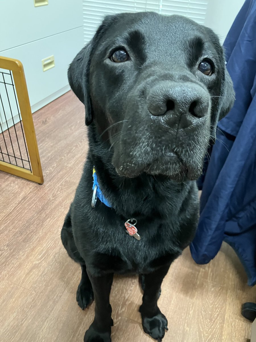 JSDA_ServiceDog's tweet photo. おはよう☀️

今日は見学会だよ♪

byエリオ https://t.co/kNycezqbmi