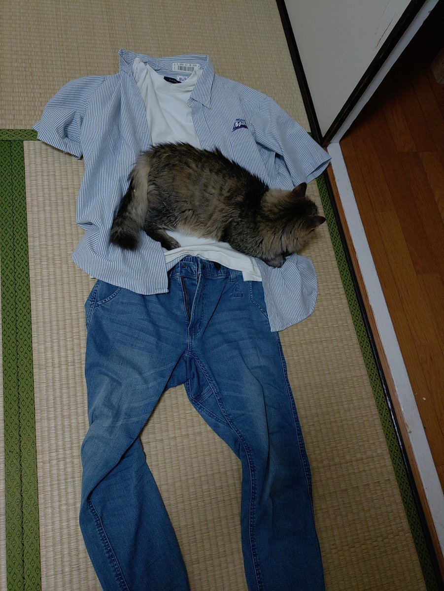 chanto_tanto's tweet photo. モジャ君
着替えさせてぇ😅
猫がいると何をするにも時間がかかる😅
#保護猫
#何でもすぐに乗ってみる https://t.co/fkABlSwcRk