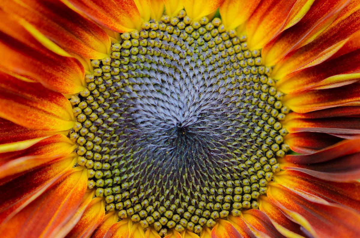 XmxHowes's tweet photo. I so love my beautiful sunflowers! Available here https://t.co/GZe7YaeJm0
#FlowersonFriday #Sunflower #macro #floralart #art #artisticphotography #vibrant #sunflowers #nature #beauty #cards #flora #flowerphotography #bold #homedecor #orange #yellow https://t.co/4AHb2ZWdLF