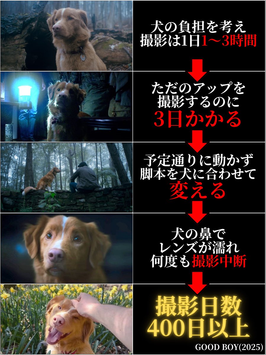 Pilly_Horror's tweet photo. 【自分の犬をホラー映画の主演にした結果】 https://t.co/H2FSxirxby