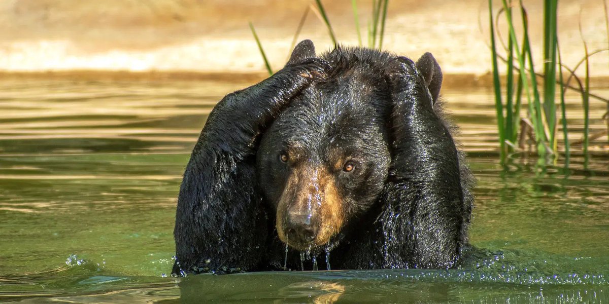 BearPosting's tweet photo. https://t.co/OnBMGr71aF