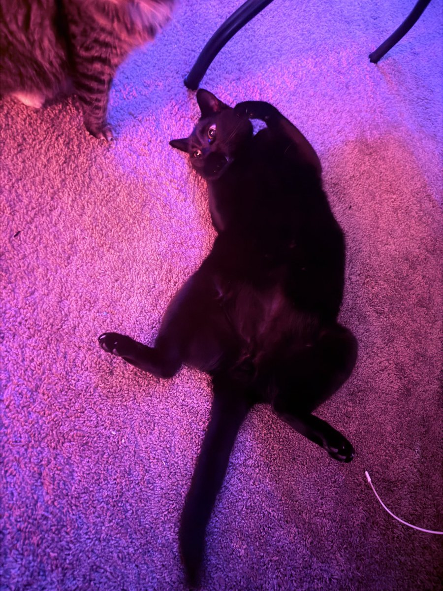 godimophantom's tweet photo. Salem. Bro. What are you doing my derpy nephew?? #catduncle #sweetboy #nothoughts https://t.co/Ps2npbmOzi