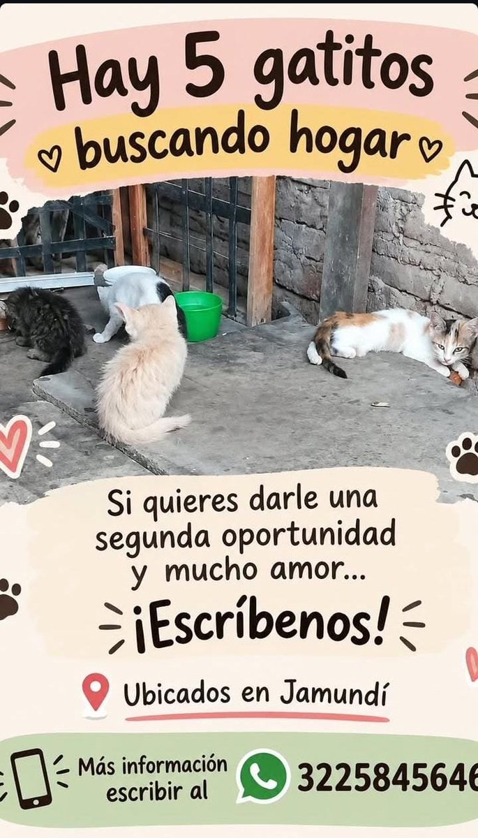Mike__Miranda__'s tweet photo. Parceros, los que puedan y quieran adoptar unos gaticos (en su mayoría hembras) y que están que los sacan a la calle, me avisan.

Están en Jamundí... Los podemos acercar a Cali...

Me avisan si acaso . Gracias 

Son gaticos de calle
No esterilizados
No vacunados
Nacidos en calle https://t.co/nXqczq2vH1