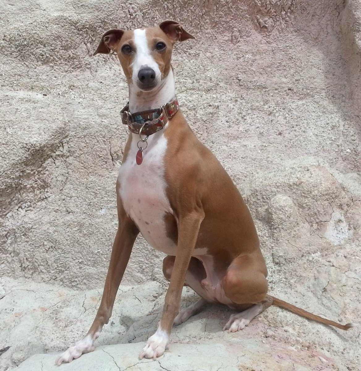 SighthoundsOfX's tweet photo. Texas T-Bone of the Rockies. Yes, that was his name and he was amazing.
Tex๐ for short. โฅ๏ธ
Also known as Texy, Texywexy, T-bone, T-boy, Mr T...you get the idea. ๐
#italiangreyhound #dogs #fridayflashback https://t.co/Y8icAj5RYb