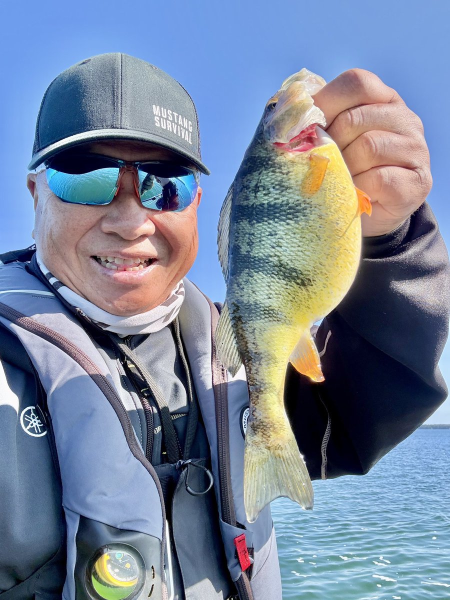 FishHardDave's tweet photo. This Lake Simcoe Perch has a crazy physique for this time of the year!😳😳😳 This should be her April build! #FatOne #MustangSurvival #VigorEyewear #Oddity #YamahaMotorCanada https://t.co/nQcXg2WCfk