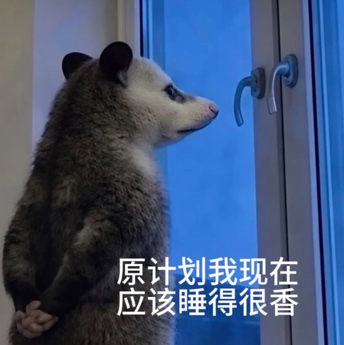 a_1023planet's tweet photo. 早上好🫩
为什么平时早上能香喷喷睡到八点多的小崽今天六点多就醒了🫠 我要报警了！！！ https://t.co/d236AwLAc2