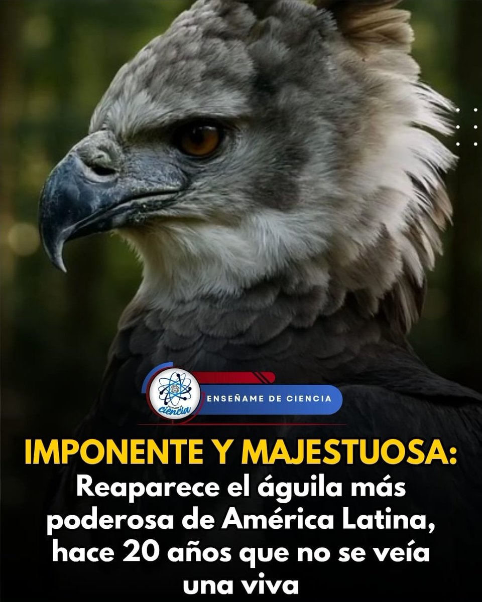 EnsedeCiencia's tweet photo. La actividad del humano ha ocasionado que los hábitats de muchas especies se vean alterados. Al grado de que, incluso, algunas de ellas desaparecen. Aunque en algunos casos podrían reaparecer, como ha sucedido con una de las aves más poderosas de Sudamérica: un águila que permaneció desaparecida por más de 20 años.