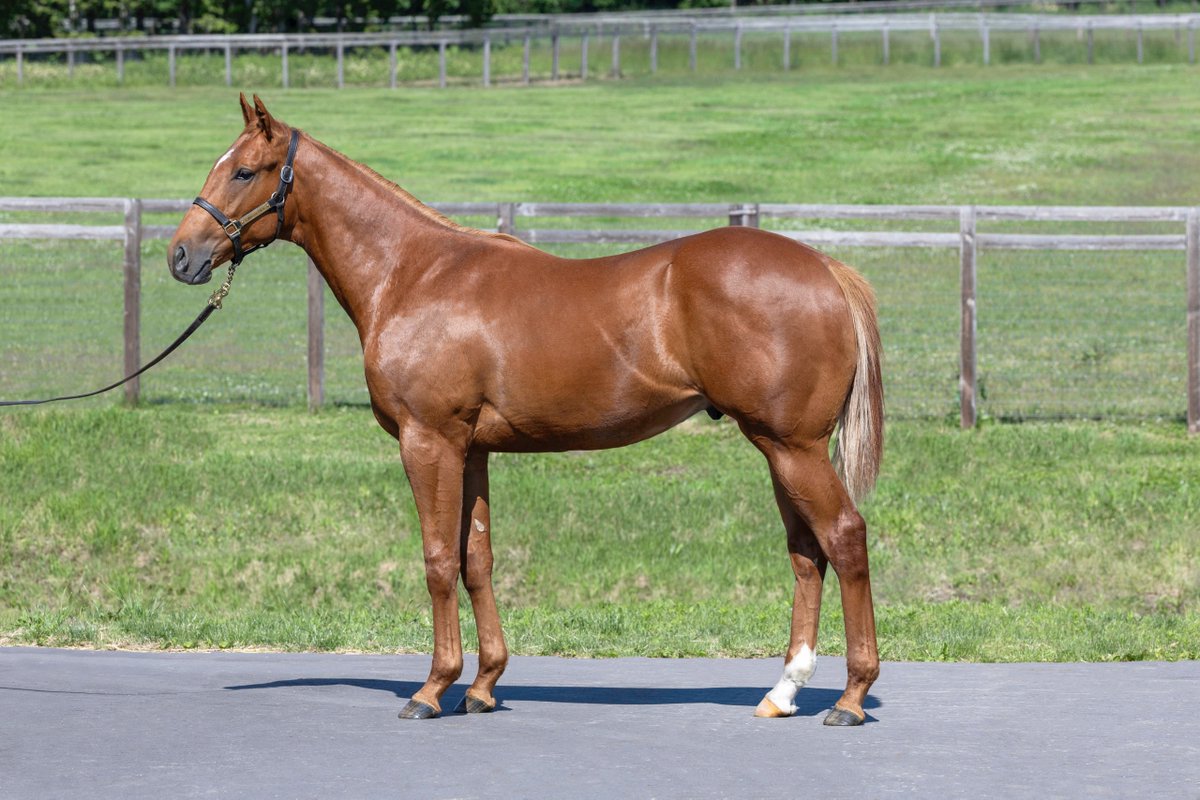 Blooming_HC's tweet photo. 【満口のお知らせ】

2026年度募集馬「シャインガーネットの25」につきまして、募集口数に達したため、満口となりました。

多くの皆様にお申し込みいただき、誠にありがとうございました。

#BloomingHC #ブルーミング #サートゥルナーリア https://t.co/mm6cKKIuSI
