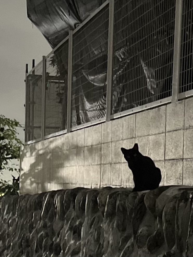 ichigo041224's tweet photo. 帰宅時、視線を感じるなと思ったら…！　
#猫 https://t.co/hH0KtE61fi