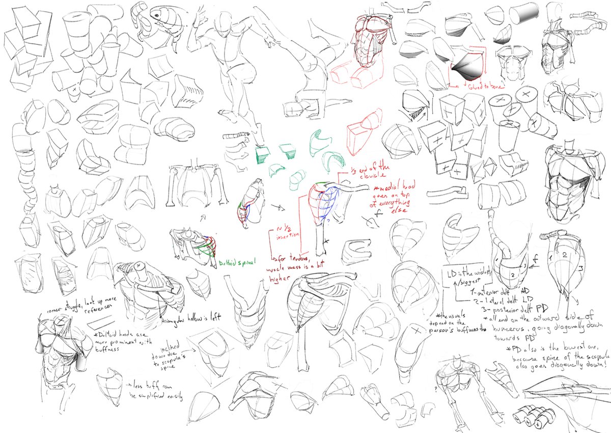 rookiefir's tweet photo. Caught myself and tried to draw things a bit bigger this time haha. Mostly pec and shoulder studies this time, also some random form practice. Still really confusing, but I'm glad I'm slowly getting the hang of things, so woohoo! #study https://t.co/sucfe2JNkT