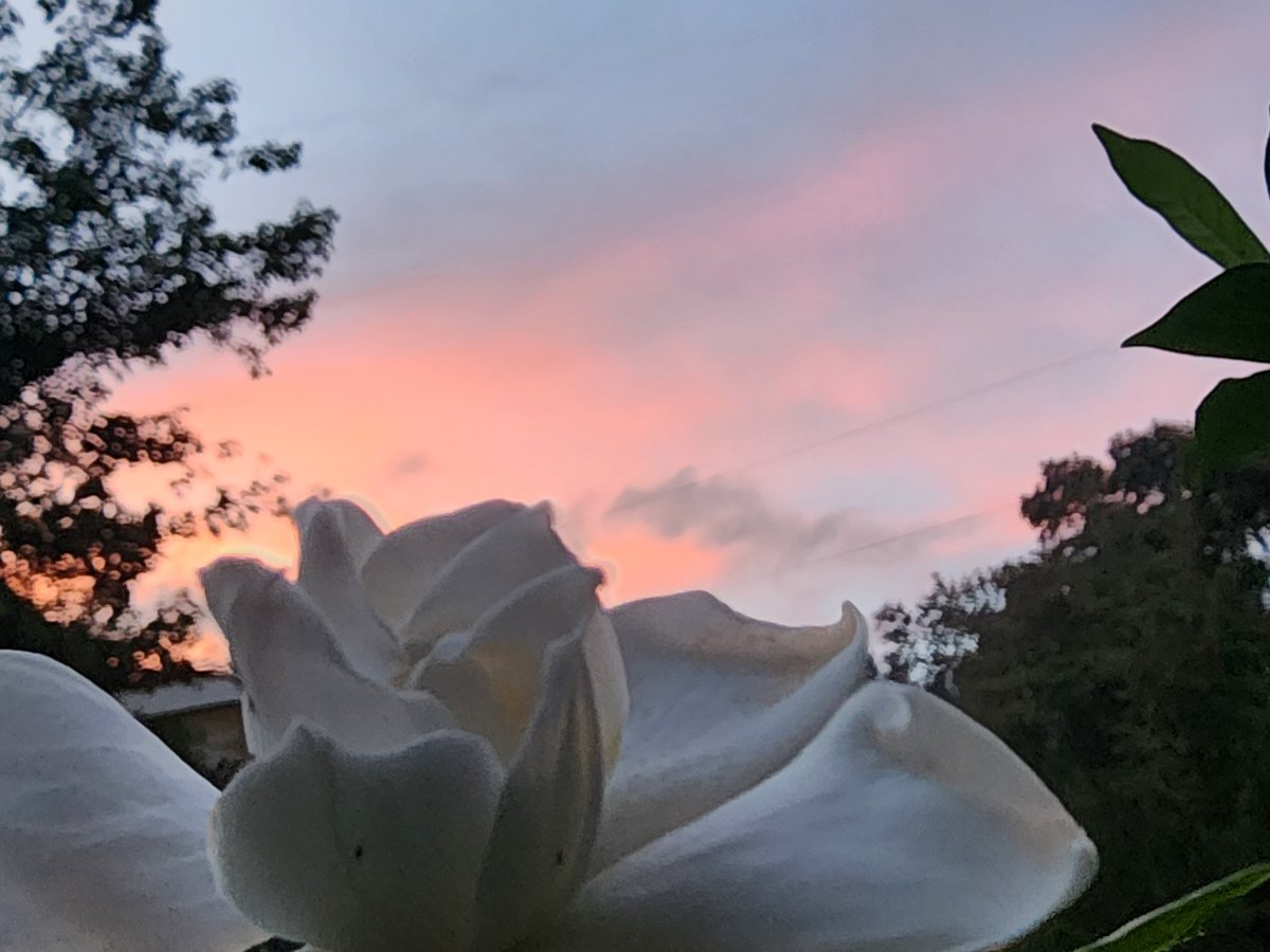_SL00PS's tweet photo. I know I need to upload but this was too pretty not to share, im honestly thinking ab selling this i have over 200 ! https://t.co/4ApYjZBVMz