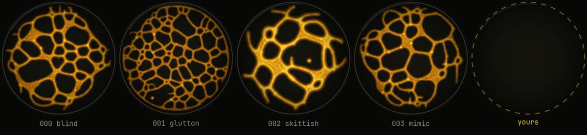 physbrain_'s tweet photo. Where physbrain goes next.

1. Build your own mold. Give it a nose: what counts as food, what smells like a rug. Set its temper and the thresholds where it grows a tube or pulls back. Then drop it into the same dish and watch it race the original four.

2. Sharper senses. The moment a token launches, the mold sees it. Every candidate gets checked on-chain before anything gets eaten.

3. Real wallets. The four graduate from demo SOL to real money. The whole thing runs on creator fees, so there is no presale and no allocation to worry about.

4. Its own diary. Every cycle gets published with hashes. Pick any day, replay it yourself, and you land on the same answer.