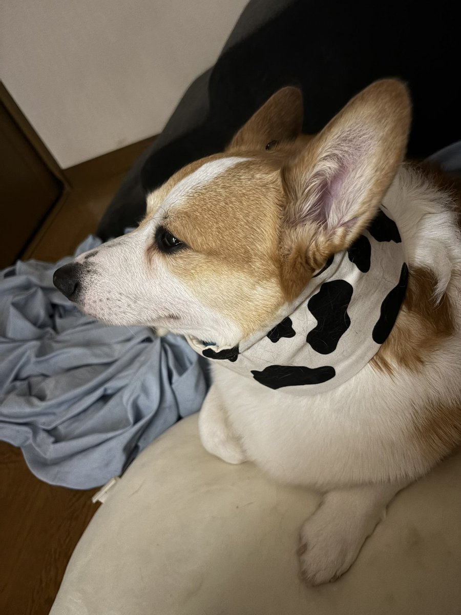 au425o's tweet photo. ソラたんこの間お熱41度も出ちゃって即病院行ったけど今は元気。こうみるとお熱の時は顔に覇気がない https://t.co/N2MOfdKfys