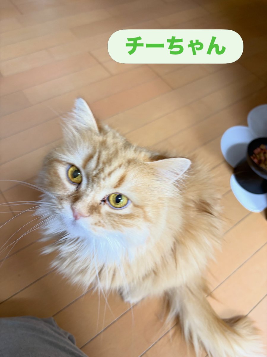 soineko_cat's tweet photo. 🐈ガブちゃん・チーちゃん 最終日🐈

最終日も元気にお出迎えしてくれたガブちゃん😊
チーちゃんもゴロンゴロンとリラックス♡

大好きなブラッシングでは、ブラシを見ると2匹そろって集合🪮✨

初めてのシッティングでしたが、最後まで安心して過ごしてくれて嬉しかったです🥰

また会おうね🐾💕 https://t.co/0RfZTGlUk4