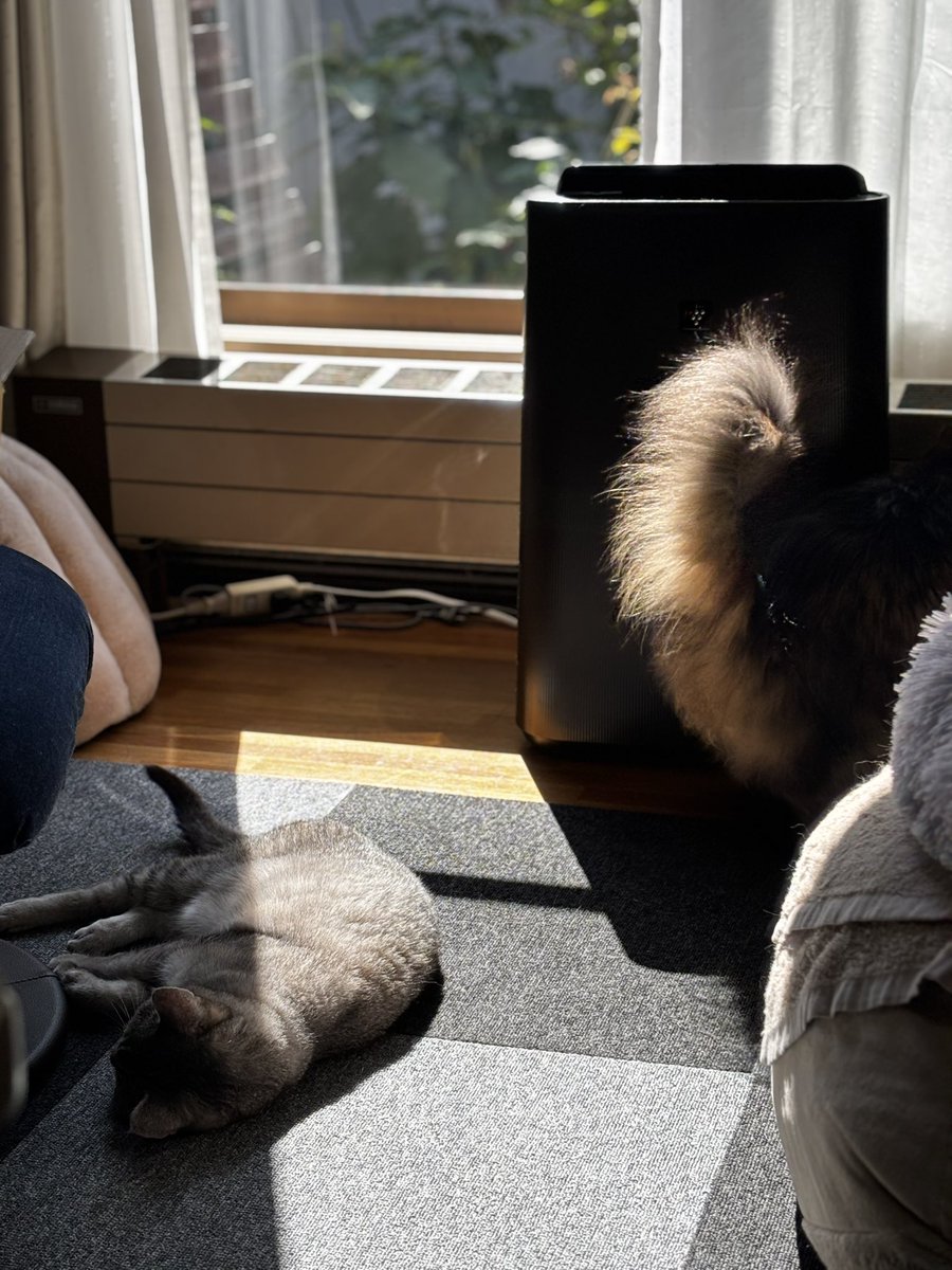 yoru_kichi's tweet photo. おはようございます🌞

たまには実家の猫を見せつけますよ🐈‍⬛🐈 https://t.co/ntImMJouQg