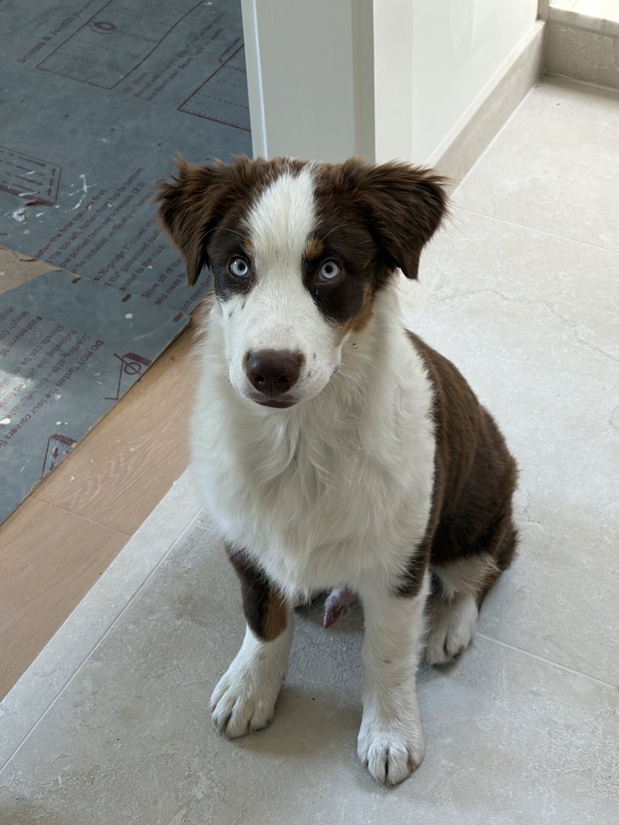 GfTexas's tweet photo. @AdamCarollaShow I love my dogs… I love you, Adam, but it’s hard to hear you have such a reaction. They’re really are some well-behaved dogs that deserve to be with their people. https://t.co/9msx58Wfaz