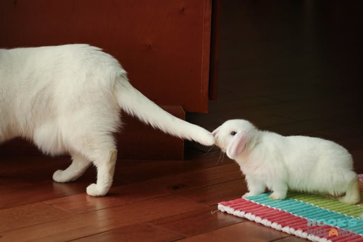 animalpopular9's tweet photo. Please don't leave me alone mumma https://t.co/Nm4vYbydRD