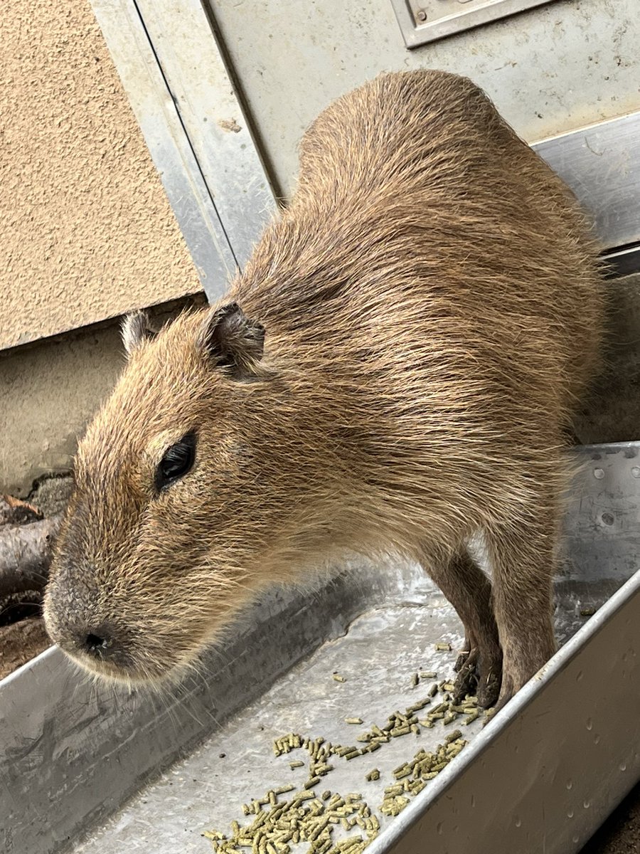 suzakazoo's tweet photo. おはようございます🌱
小雨が降っていましたが今は止んでいます🌂🐸

 #カピバラ は地味な色をしていますが、土色の体は保護色となり景色に溶け込んで天敵から見つかりにくくなっています🐭

そして静かに過ごすため「カピバラいないね〜」とお���さんに見つからないこともしばしば😅

ゴエモン♂です！ https://t.co/yWJiKTfUJJ