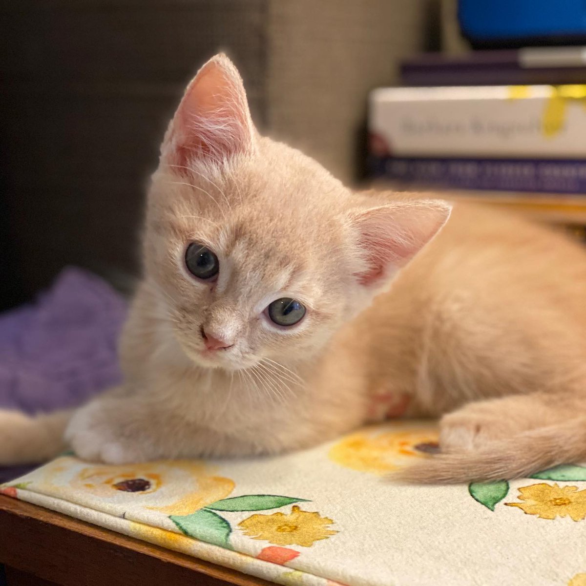 MeeGutterrjdl's tweet photo. My baby turns 3 today! https://t.co/CUQIIzEzjo