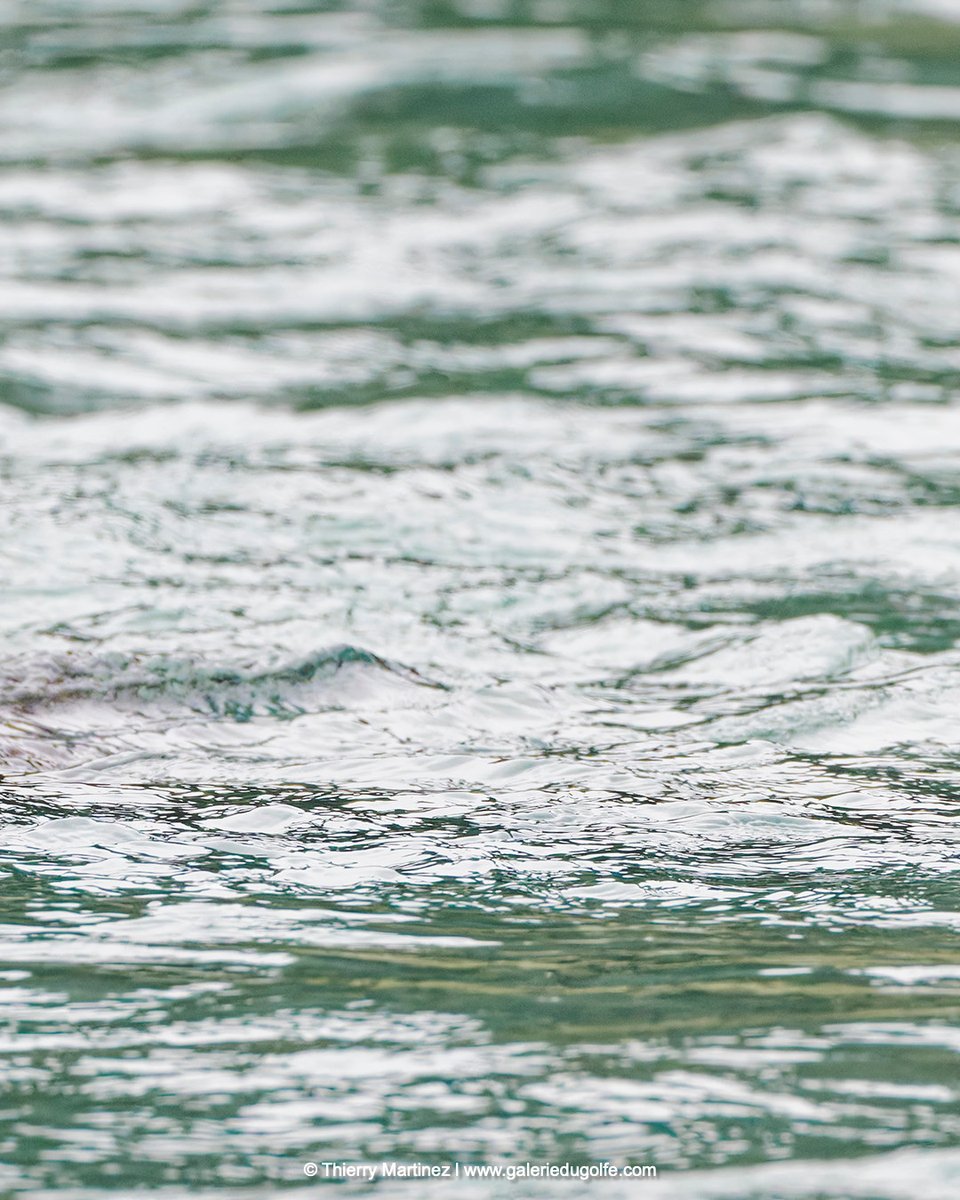 PaulaPerlekat's tweet photo. 3/3 Mama Grizzly Lulu, on the Chilkoot River, Haines, Alaska, USA. This photo is part of a panoramic image—see all 3 images together on my profile. ©Thierry Martinez https://t.co/4linGLDpx4