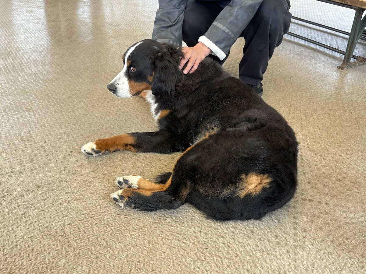 potatowolf358's tweet photo. オオカミにもお犬様にも会えてない…

つら… https://t.co/qmfrJpnJBQ