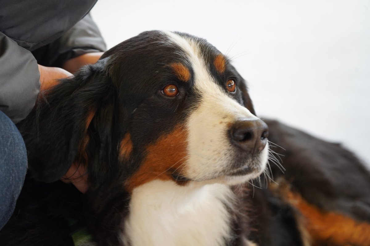 potatowolf358's tweet photo. オオカミにもお犬様にも会えてない…

つら… https://t.co/qmfrJpnJBQ
