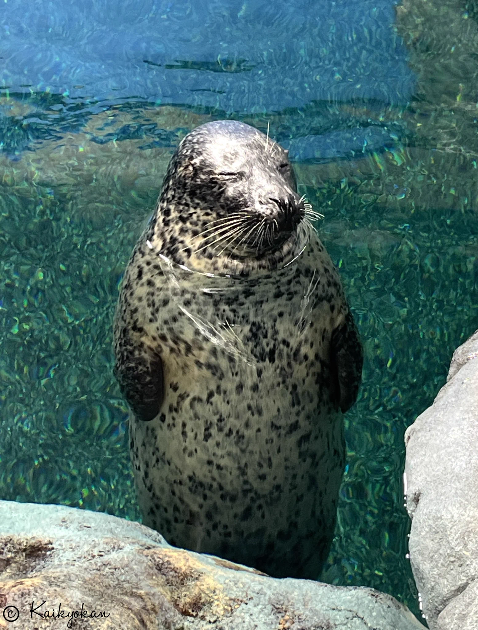 しものせき水族館「海響館」公式 on X: 