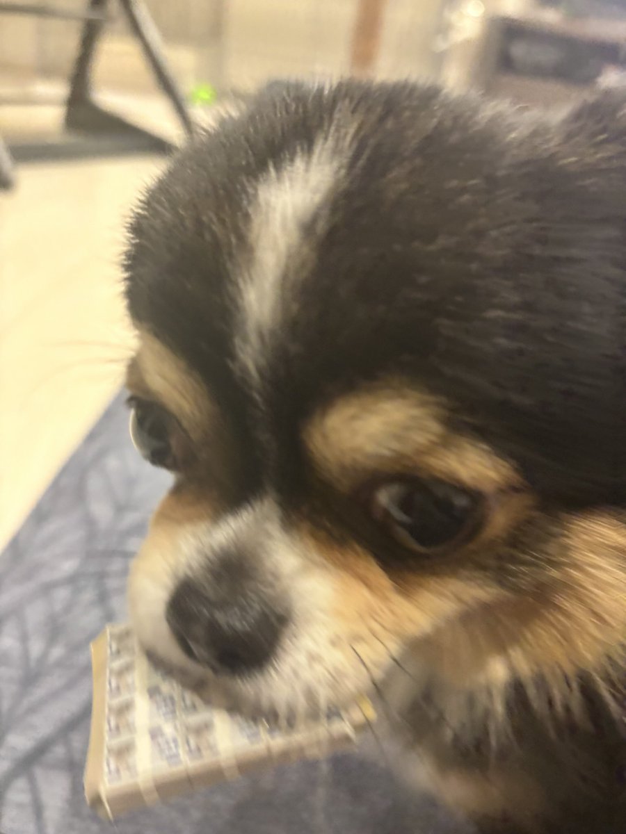 hutu_hu's tweet photo. 家の犬が札束を離しません。
#犬 #チワワ #フォロワー募集中 https://t.co/S25DyVhVhI
