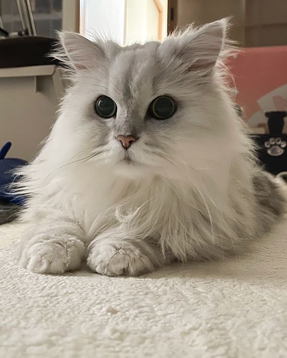 cocomill824's tweet photo. 土曜日猫
スーパーニャンみたい

#猫 #cat #猫好きさんと繋がりたい https://t.co/LTAtpkFOyH