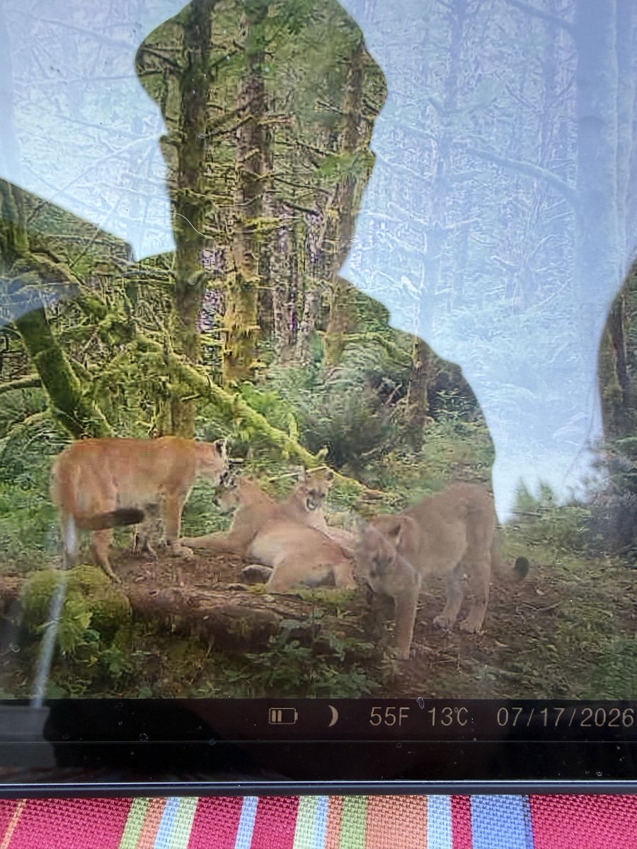 Jasonlethal's tweet photo. @fabricatorguy So many cats over here in the coast range. Gods beautiful creatures but we have to balance them out. Good job dad. https://t.co/ioL8AsBQgr