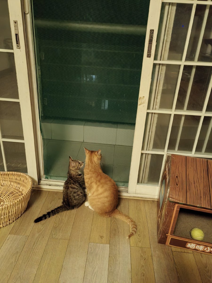 CanAydinioeu's tweet photo. Spent the whole lazy afternoon on the balcony with my boy, sharing iced coffee and laughing at his bad photo of our cat. Perfect little moment. https://t.co/Z1yBteegGq