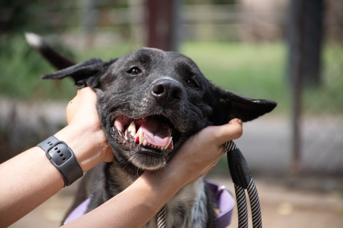 pat_animals_th's tweet photo. Could you be Albie’s angel? 💙 Albie is a handsome 3yo #Thai #Ridgeback mix, dumped at a temple & badly attacked by dogs. Now healed, he needs an experienced, patient owner & secure yard. He’s smart, loyal & loving once he trusts you.
📍Near Hua Hin
#adoptdontshop #dog https://t.co/1vyFno5bPL