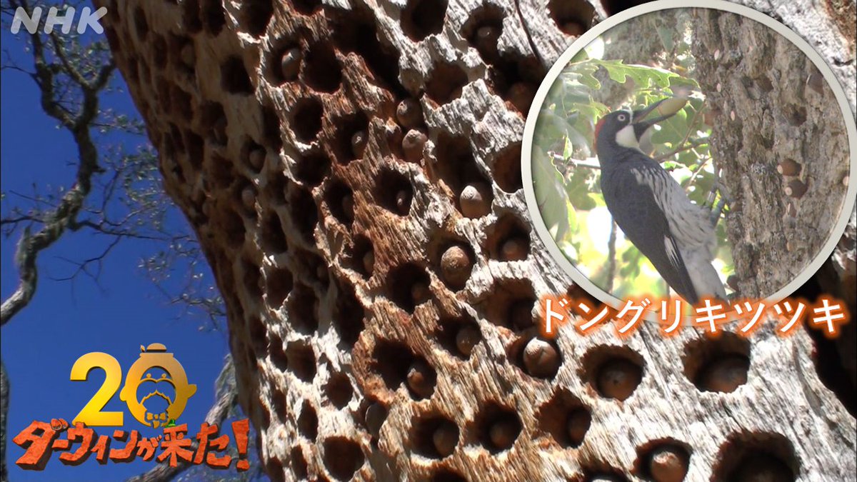 nhk_darwin's tweet photo. ＼ #ラジオ英会話 リスナーの皆さ～ん／
先日、Lesson106のトークで大西先生が紹介されていた、ゴルフ場にいた鳥、Acorn Woodpeckerとは こちら！ドングリキツツキです
木に開けた穴にドングリを貯蔵するなんてinteresting!
聴き逃し配信は▼
https://t.co/ElG1EaOjM5
#ダーウィンが来た も見てね！ https://t.co/Im5yu259ae