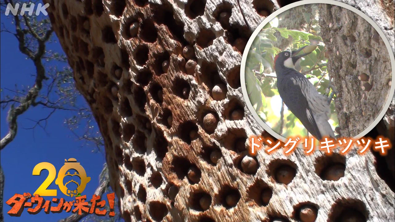 ダーウィンが来た！ (@nhk_darwin) / X