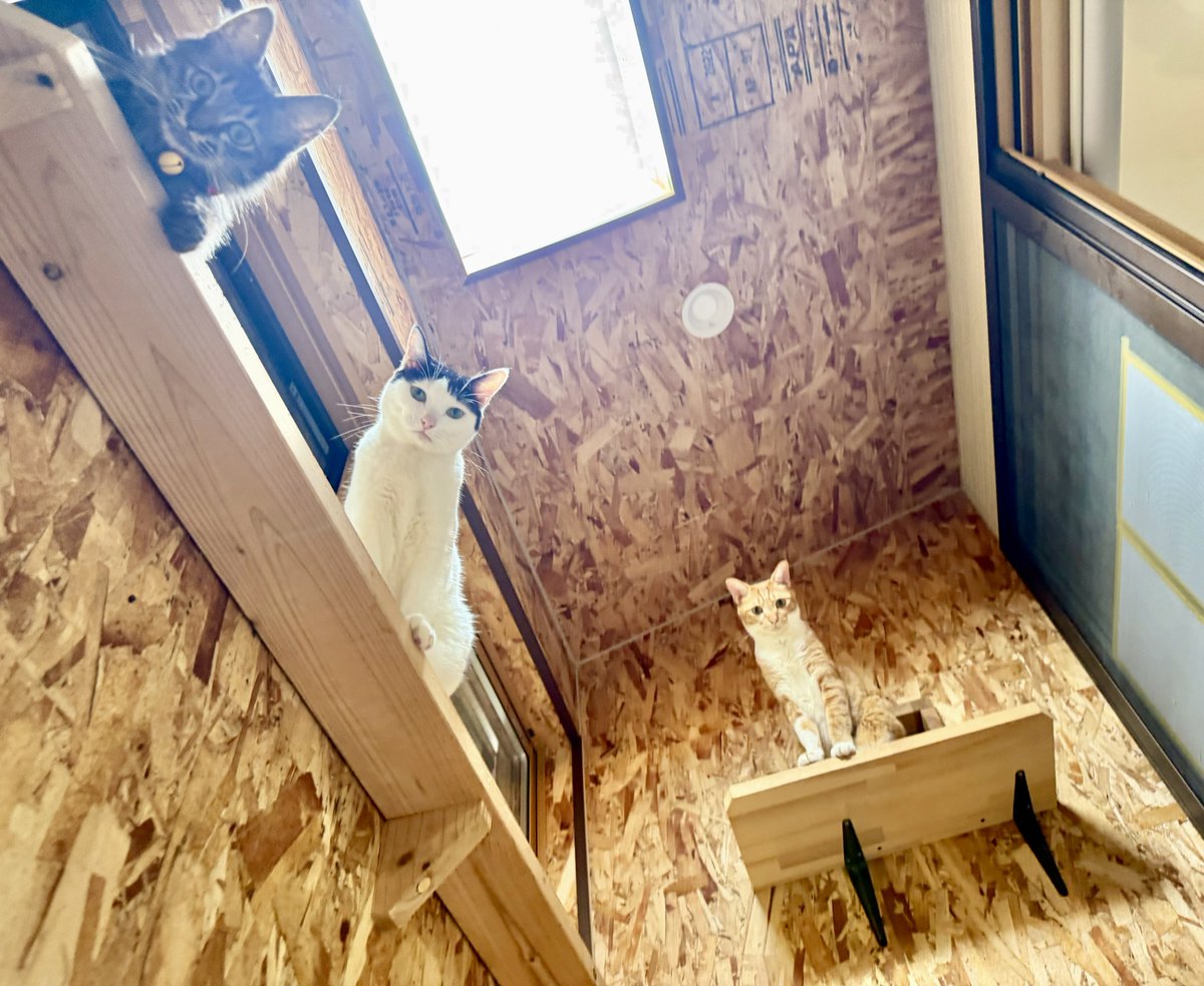 omochi_nam01's tweet photo. 猫のトイレ掃除を始めると、砂をほじくる音につられて「追いトイレ」をしにくる三人衆。 https://t.co/dajMfe0NR1