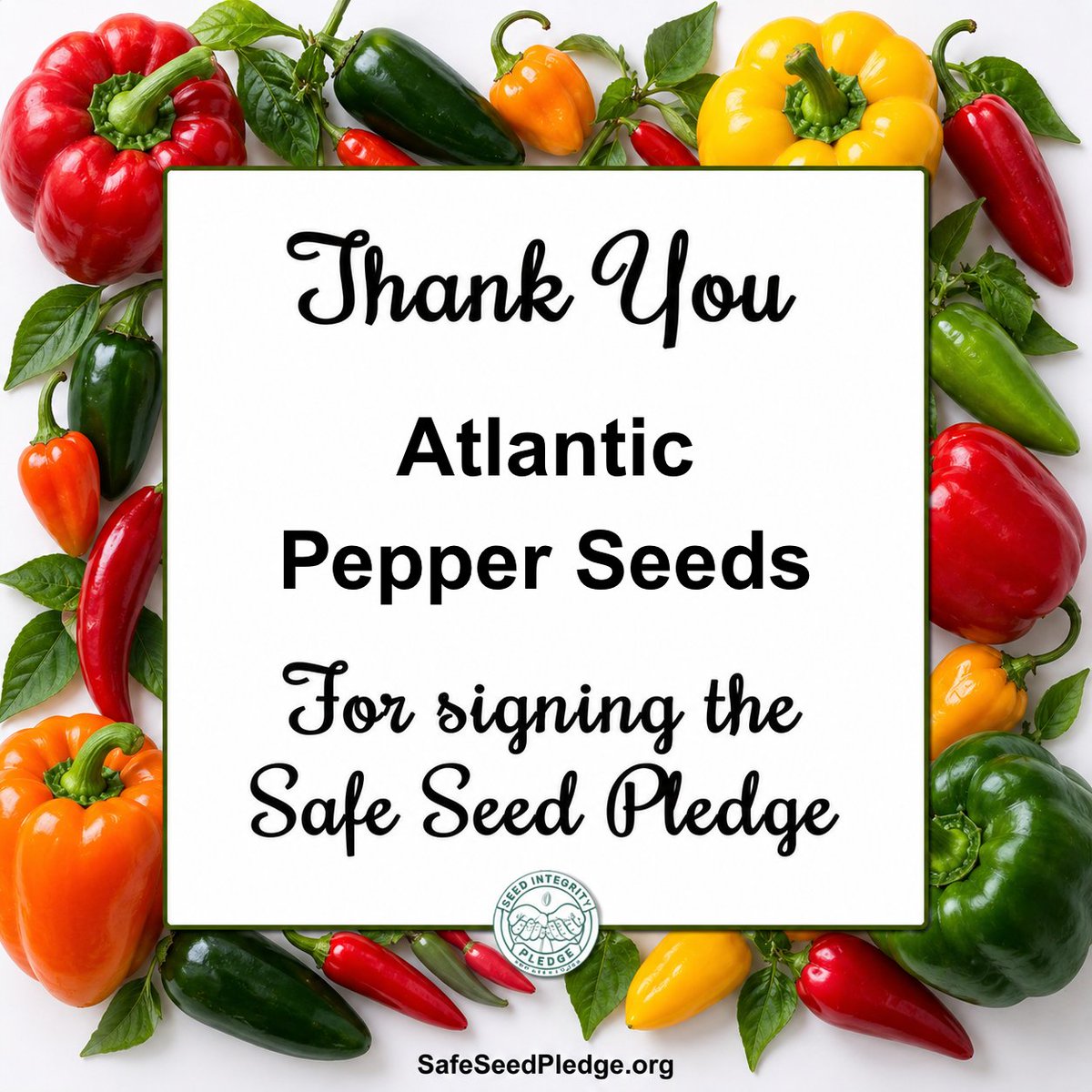 GMOFreeUSA's tweet photo. A passion for peppers. A commitment to seed integrity. Atlantic Pepper Seeds has joined the Safe Seed Pledge! 🌶️

https://t.co/3yrGvC9n1V 🌱 

With more than 25 years of growing experience, Atlantic Pepper Seeds is dedicated to preserving rare and common pepper varieties from around the world. Their work helps keep these distinctive varieties available for gardeners to grow, enjoy, and share.

Get to know their mission:

🌎 Preserving Pepper Diversity: From familiar favorites to hard-to-find varieties, they work to keep the world’s Capsicum diversity growing for future generations.

🌱 Organic Growing Practices: Atlantic Pepper Seeds uses organic practices to produce its non-GMO pepper seeds.

🧬 Commitment to Non-GMO Seeds: They are dedicated to growing and offering pepper seeds that have not been genetically engineered.

🌶️ Decades of Experience: More than 25 years of growing peppers supports their ongoing efforts to maintain the varieties in their collection.

Every variety kept in cultivation is another opportunity to preserve the flavors, colors, and diversity that make peppers so remarkable.

Explore their selection at https://t.co/8VHPKNyZLH.