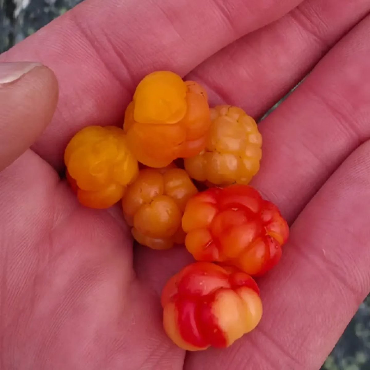 GwenPina's tweet photo. Between wild peaks and fascinating details, the Lyngen Alps showed their raw side: 7 km, 550 m elevation gain, muddy trails and hands-on climbing. Fjord views, sundews, cloudberries and Senja’s narrow tunnels—an Arctic day to remember. https://t.co/NrjQ2aUH7C