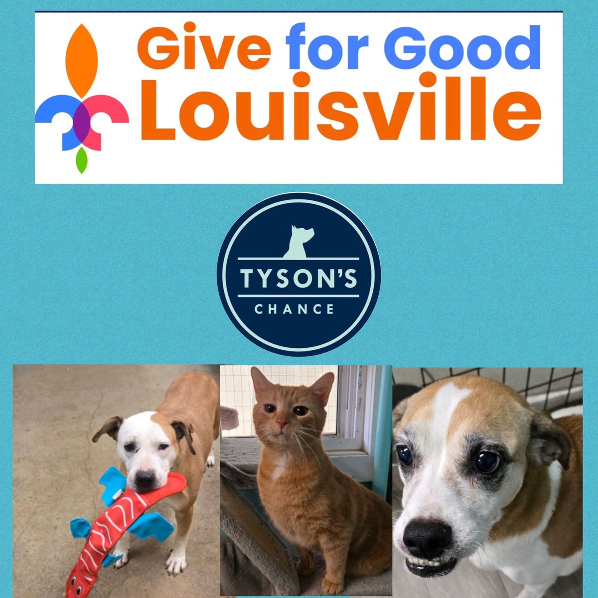 tysonschance's tweet photo. Let’s gooooo! It is time for #GiveForGoodLou, the largest day of local online giving. Our hope is to raise over $10,000 in 24 hours! 
 https://t.co/N5rpNSQ1Xk ❤️🐾🎉 https://t.co/nO82m1sEXr