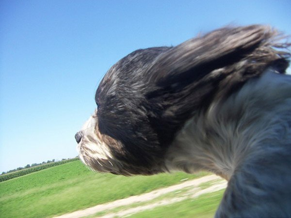 CuteDogs89's tweet photo. https://t.co/1hDsQlnQqN